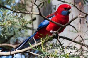 Periquitos Rosellas
