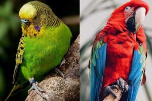 Diferencia entre Periquitos y Loros