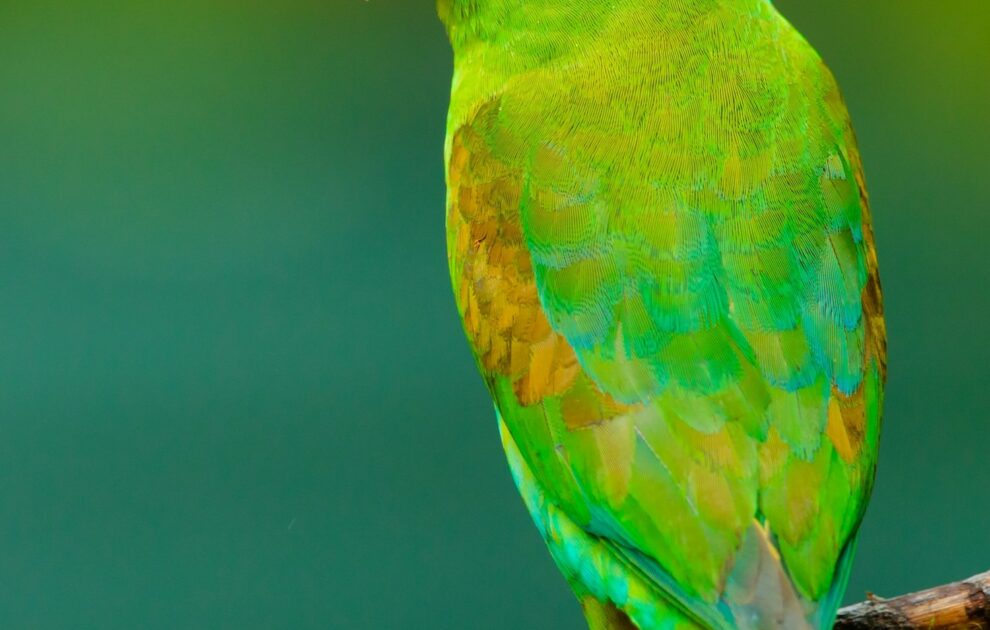 5 Errores Más Comunes al Cuidar Periquitos y Cómo Evitarlos